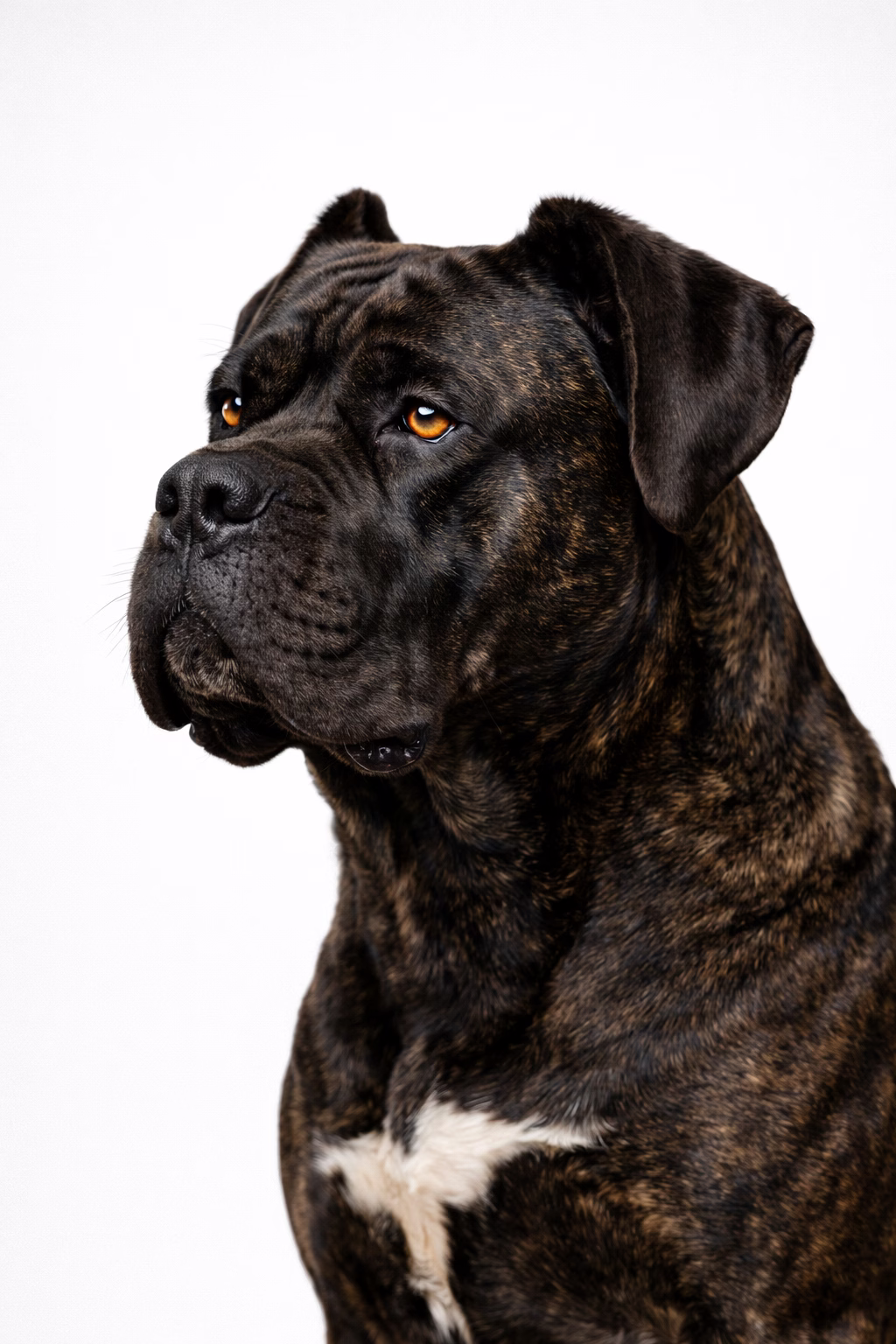 Museau carré Cane Corso ratio crâne