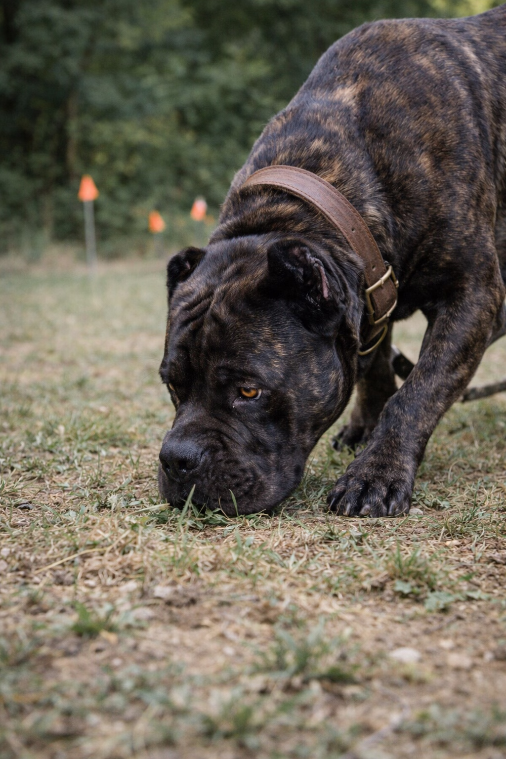 Cane Corso stimulation mentale obéissance